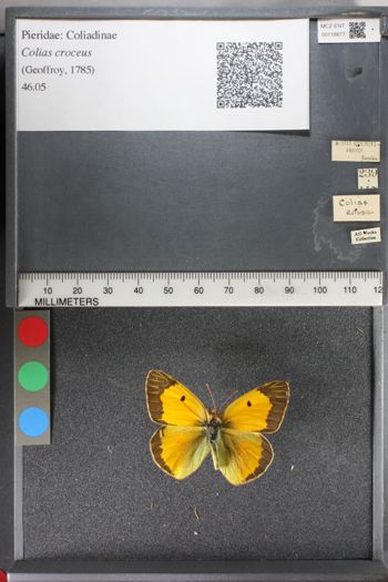Media type: image;   Entomology 118877